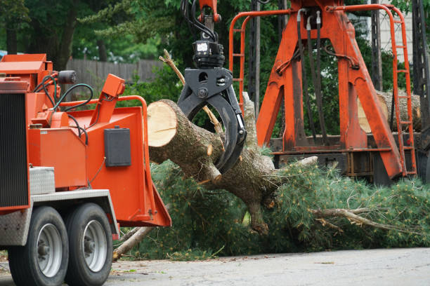 Best Tree Trimming and Pruning  in Odessa, FL